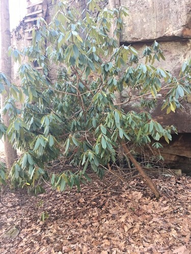 Azalea grande (Rhododendron maximum) - PictureThis