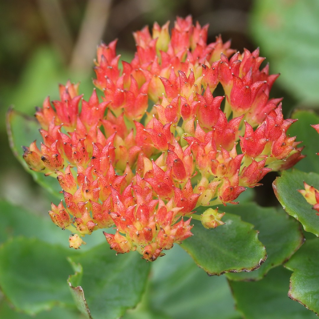 Родиола розовая (Rhodiola rosea) - PictureThis