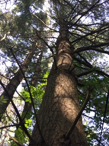 Eastern White Pine Branches - Great for Decorating! - Grimm's Gardens