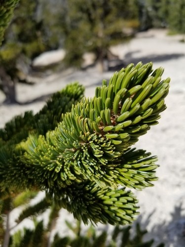Eastern white pine (Pinus strobus) Flower, Leaf, Care, Uses - PictureThis