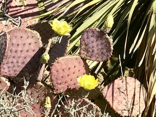 オプンチア・サンタリタ (Opuntia santa-rita) 花言葉，毒性，よくある