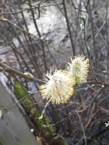 Pussy Willow Branches - 20 Stems Real Natural Dried Salix Branches