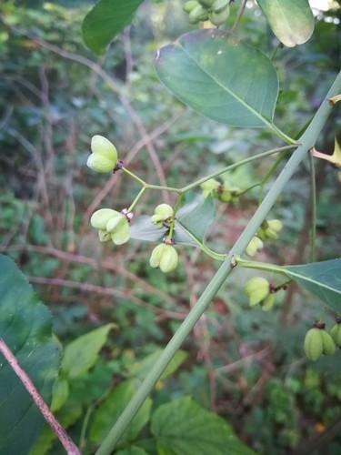 Fusain d'Europe (Euonymus europaeus), bonnet carré : plantation, entretien