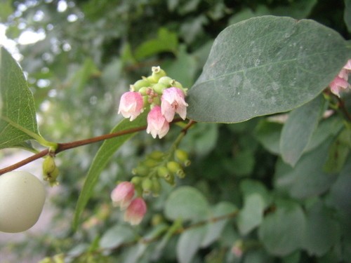 An Appreciation of Snowberry (Symphoricarpos albus) - WNPS Blog - Botanical  Rambles