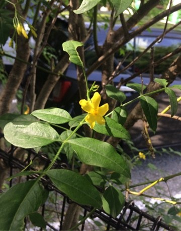 Chrysojasminum Odoratissimum 花言葉 学名 よくある質問 Picturethis