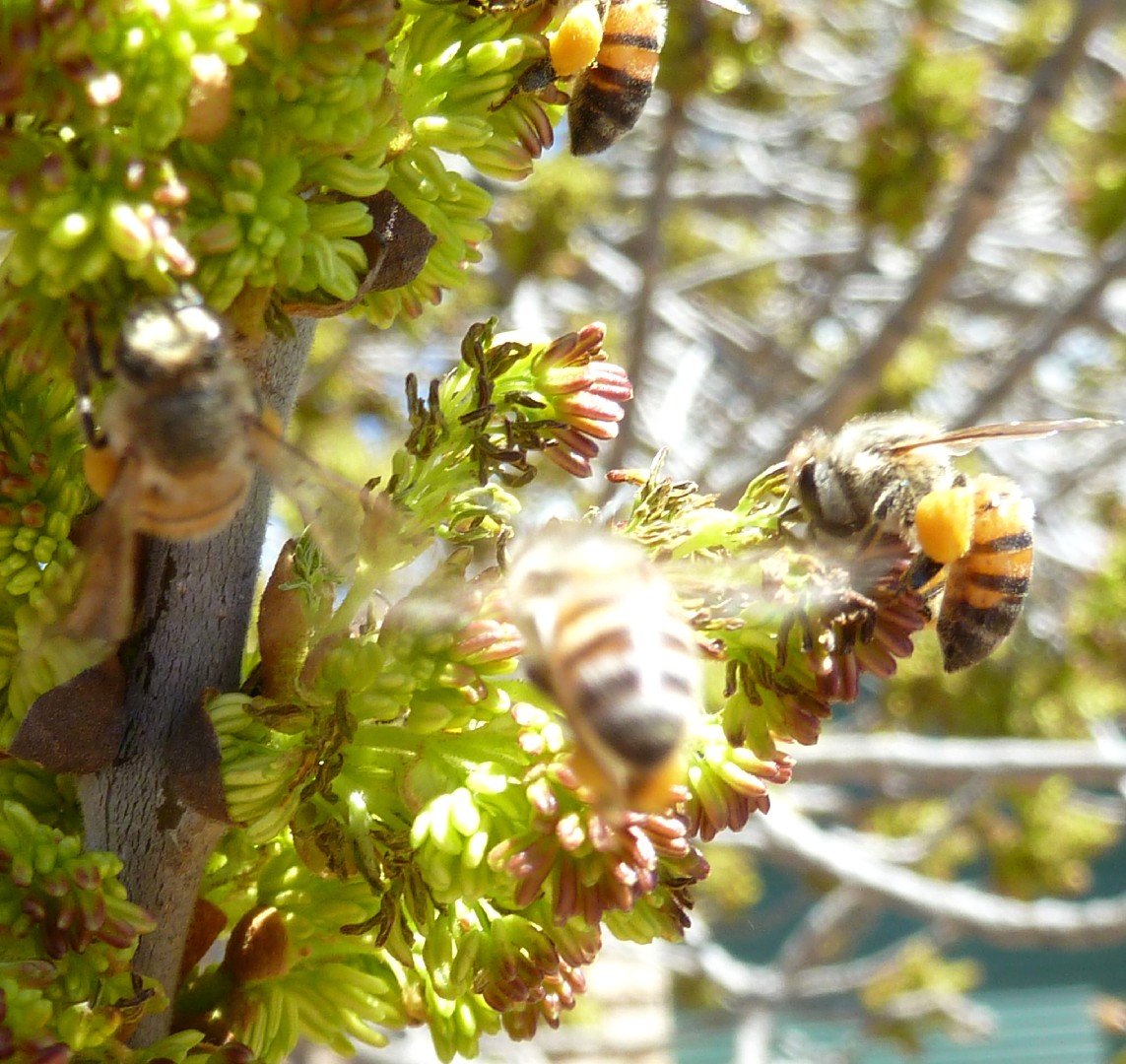 Ясень узколистный (Fraxinus angustifolia) - PictureThis