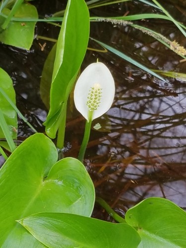 Aro de agua (Calla palustris) - PictureThis