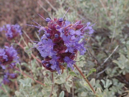 Desert Sage Herbs - Jasmine Flower