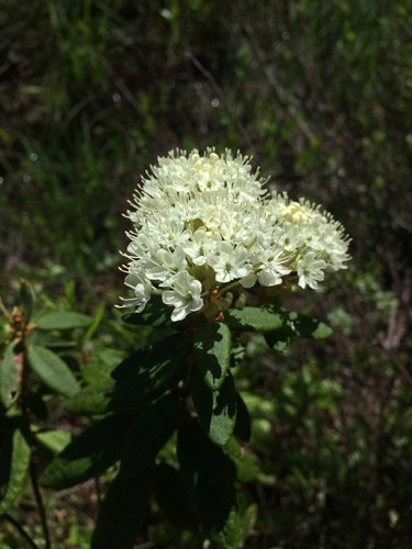 what eats bog labrador tea