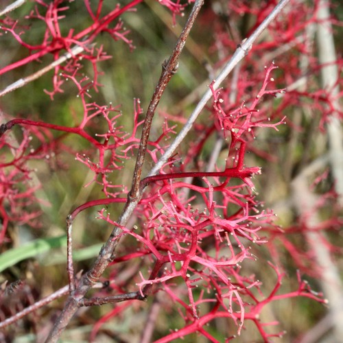 Gray Dogwood - Cornus racemosa – Bagley Pond Perennials