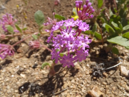 Abronia umbellata - Wikipedia