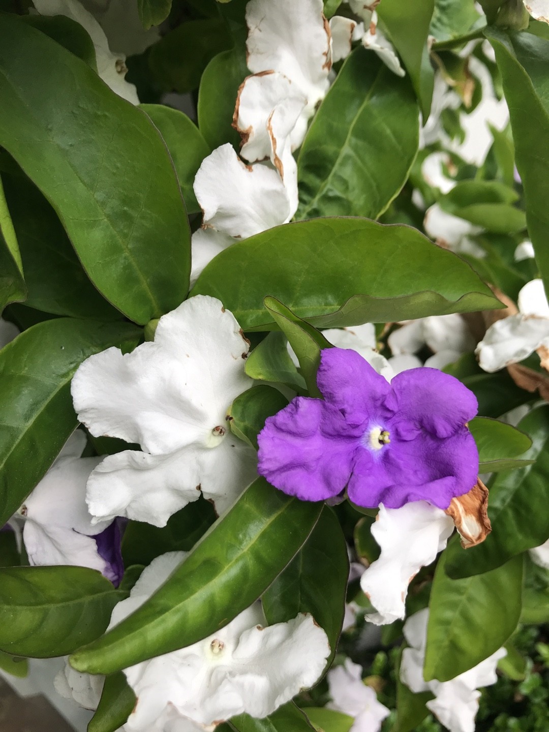 Es venenoso el brunfelsia brasiliensis - PictureThis