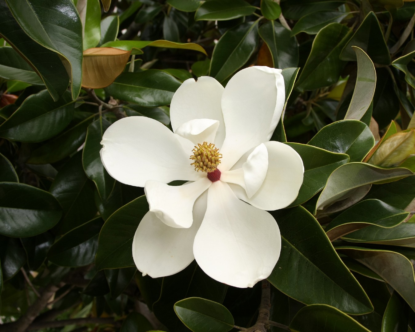 Southern magnolia (Magnolia grandiflora) Flower, Leaf, Care, Uses ...