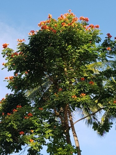 Tulipán africano (Spathodea campanulata) - PictureThis