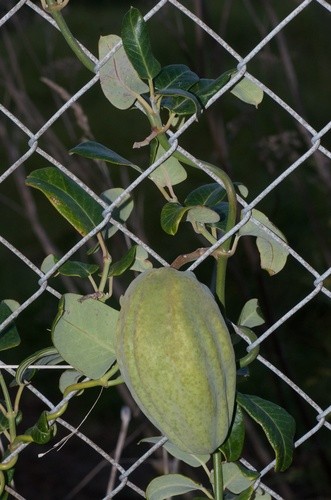 File:Moth trap in Araujia sericifera.jpg - Wikipedia