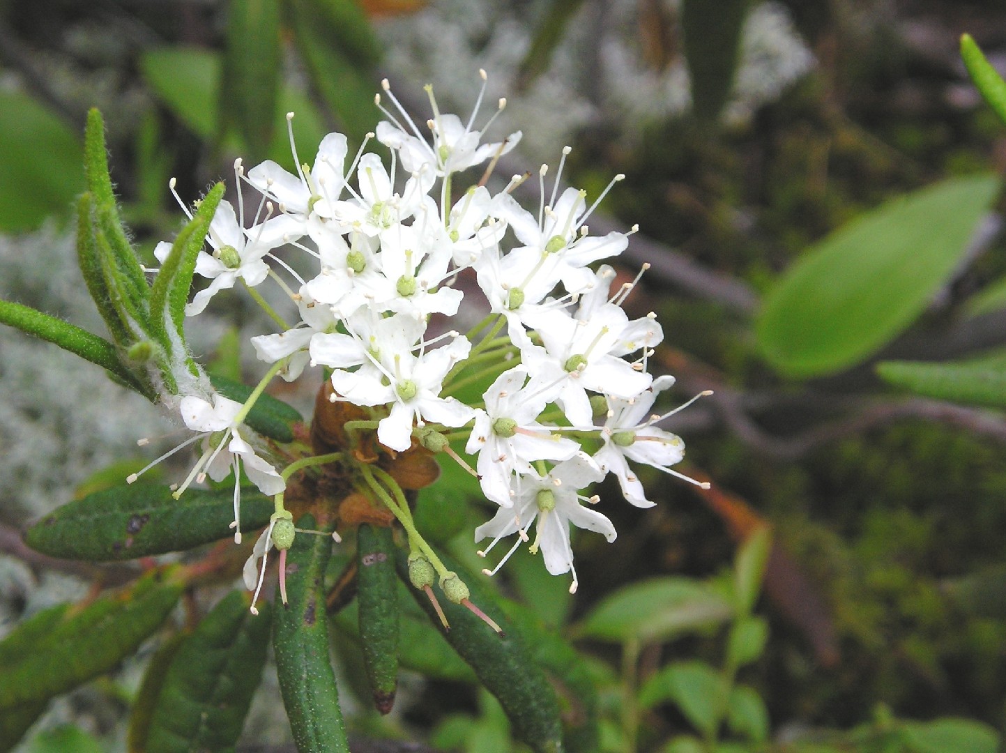 what tundra animals eat labrador tea