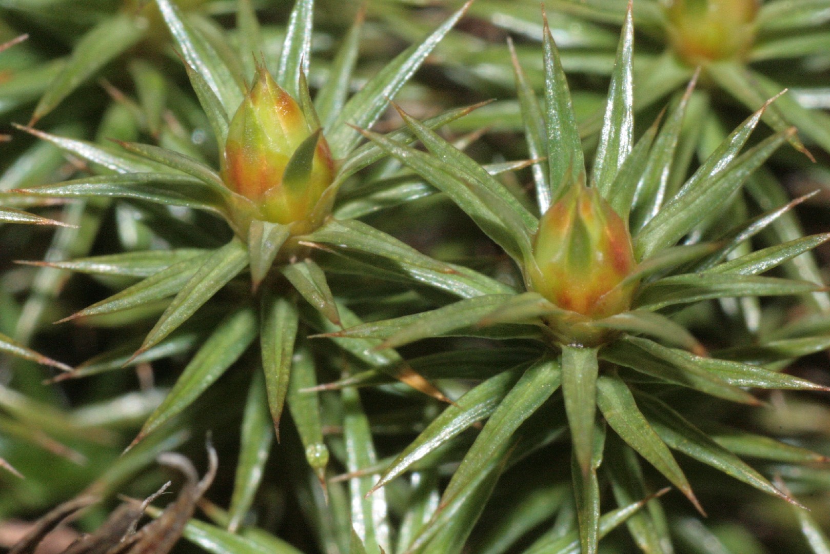 Политрихум можжевельниковидный (Polytrichum juniperinum) - PictureThis