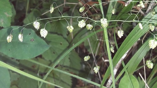 チュウコバンソウ Briza Media 花言葉 学名 よくある質問 Picturethis