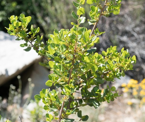 Eating Hollyleaf Redberry