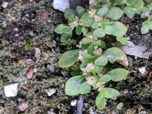 Pilea microphylla ‘Tricolor’