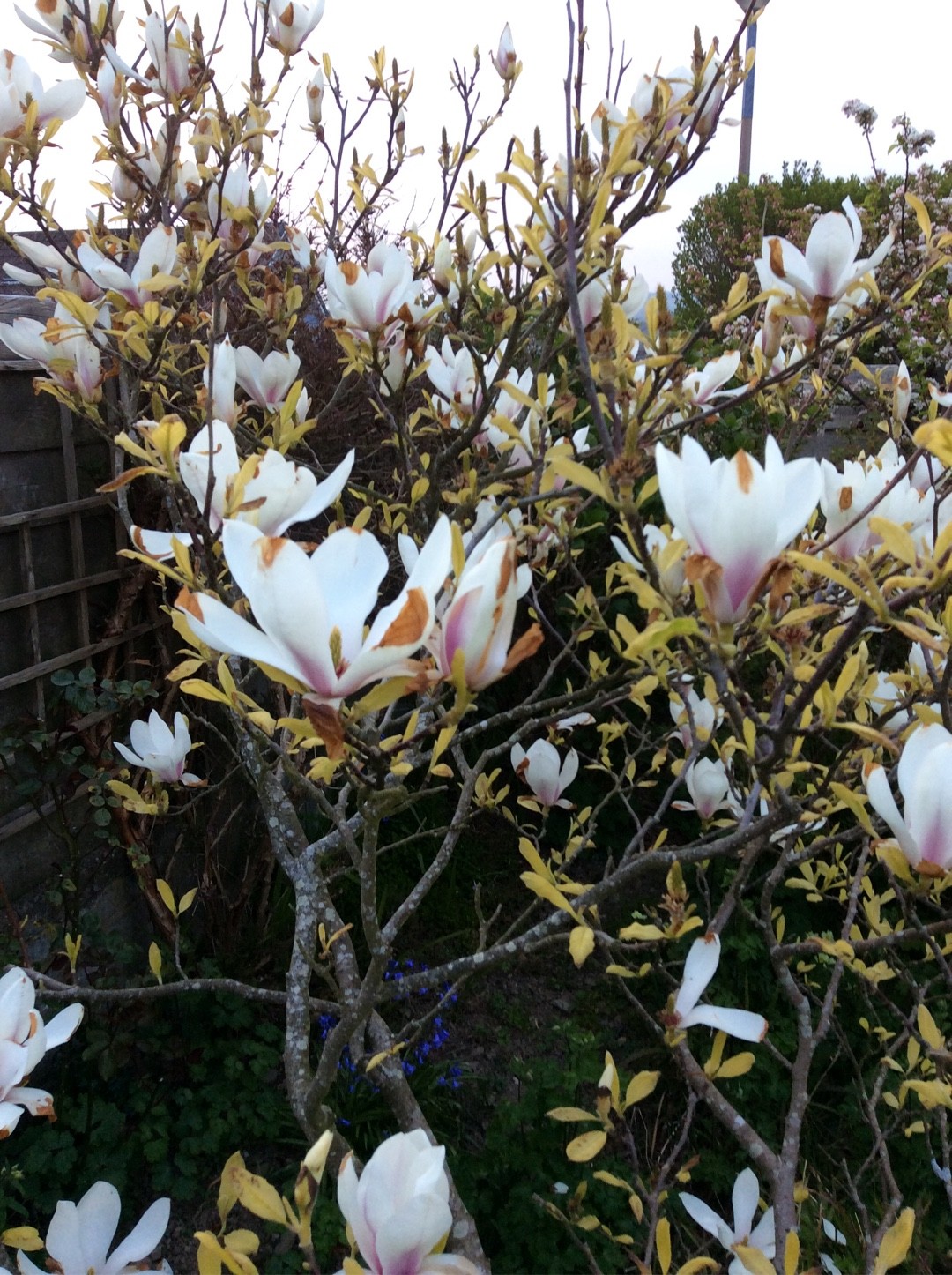 Magnolia cylindrica - PictureThis