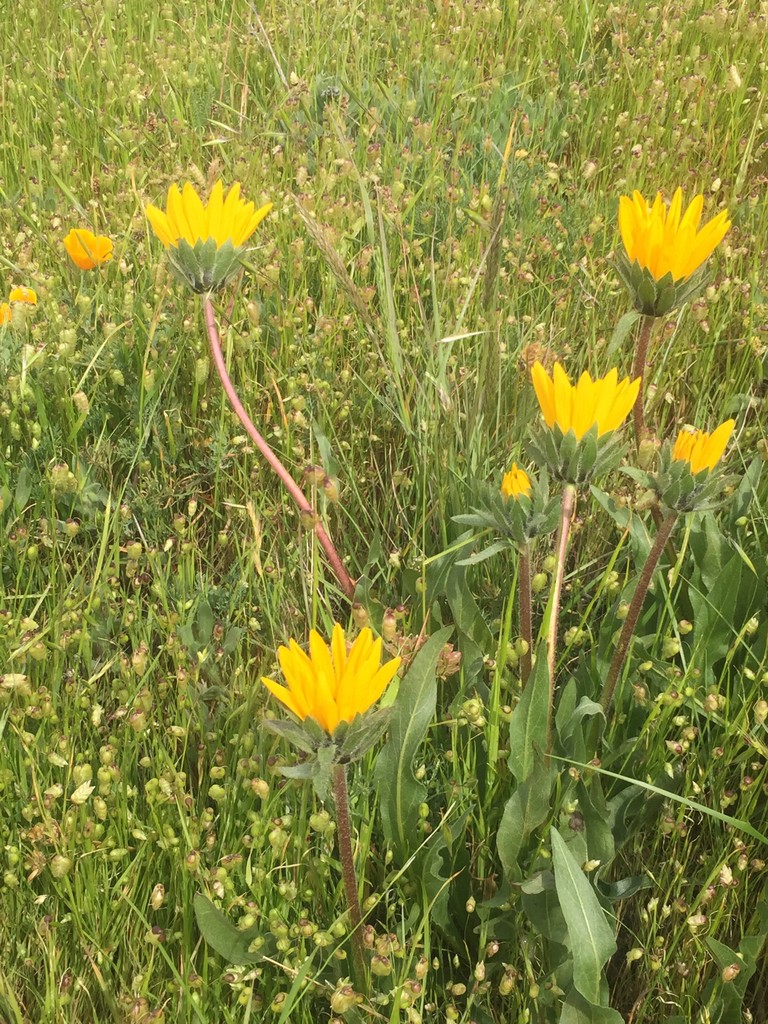 Калифорнийский компассплант (Wyethia angustifolia) - PictureThis