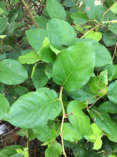 Lemon Leaf (Salal) - Copper Brown (Preserved)