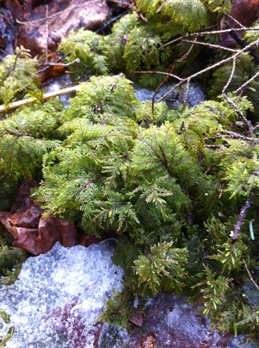 Mountain fern moss (Hylocomium splendens) Flower, Leaf, Care, Uses -  PictureThis