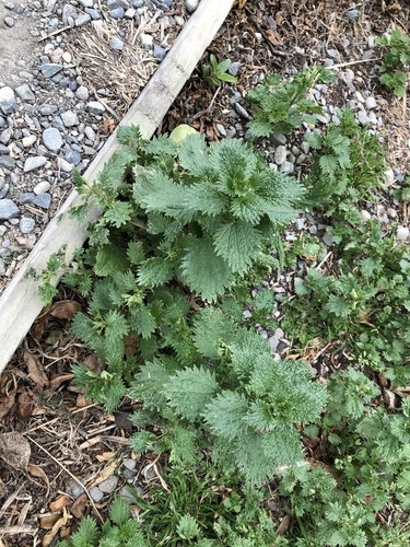 Stinging nettle (Urtica dioica) Flower, Leaf, Care, Uses - PictureThis