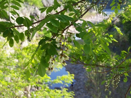 Gewöhnliche Robinie (Robinia pseudoacacia) - PictureThis