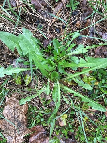 ショクヨウタンポポ (Taraxacum officinale) 花言葉，毒性，よくある