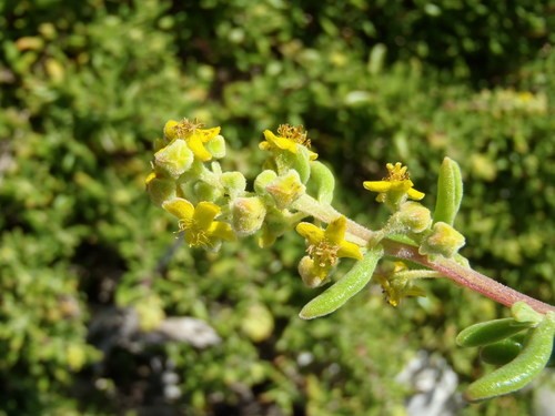 How to Water Tetragonia fruticosa? (Frequency, Techniques, and Quantity)