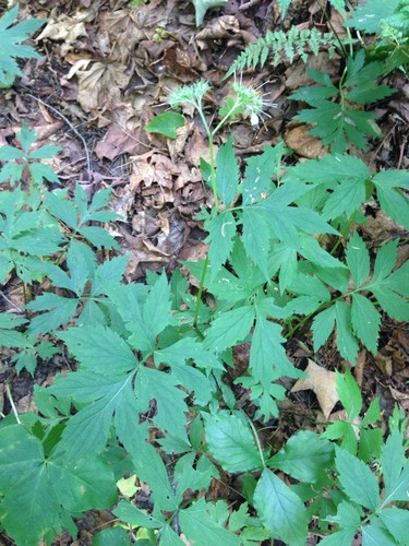 Virginia Waterleaf (hydrophyllum Virginianum) Flower, Leaf, Care, Uses 