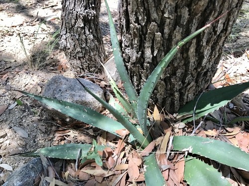 コウラムシャ（甲羅武者） (Agave palmeri) 花言葉，毒性，よくある質問 - PictureThis