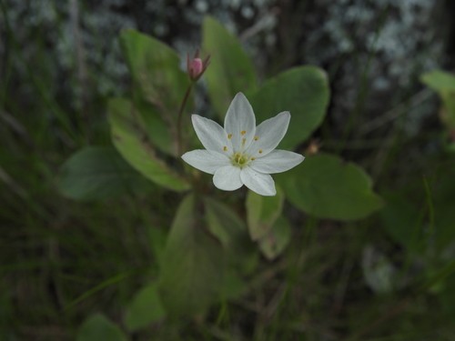 ツマトリソウ 褄取草 Lysimachia Europaea 花言葉 毒性 よくある質問 Picturethis