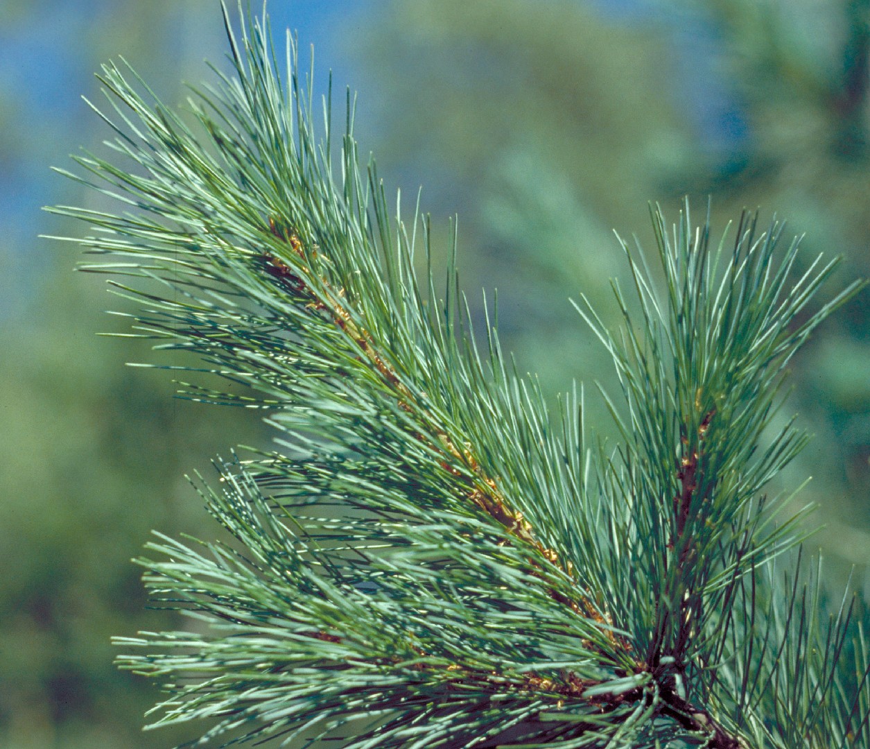 Western white pine (Pinus monticola) Flower, Leaf, Care, Uses - PictureThis