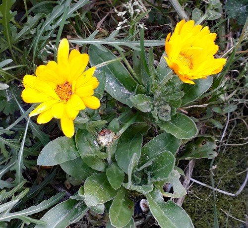 Caléndula (Calendula officinalis) - PictureThis