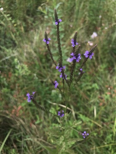 Fiori commestibili secchi di verbena blu 