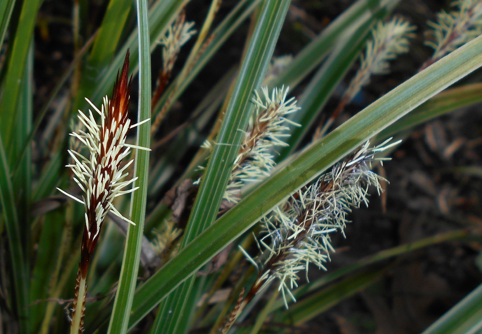 Carex subg. Carex