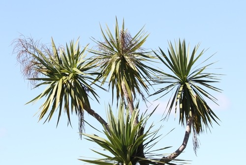 Cordilinea Cordyline australis pianta in vaso h. 40/50 cm