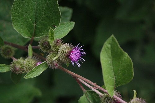 Burdock, an invasive weed with sticky burs, has many uses.