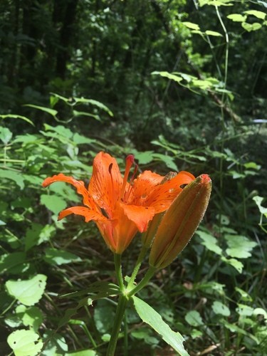 Azucena roja (Lilium bulbiferum) - PictureThis
