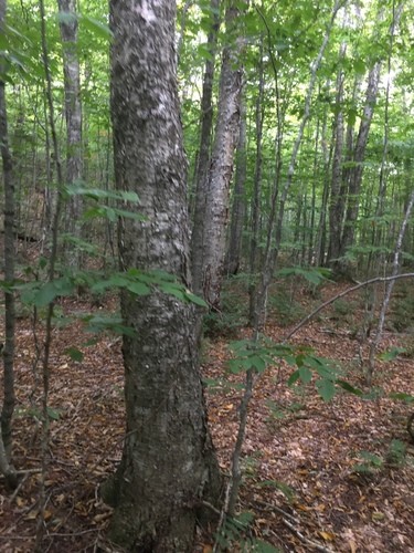 Yellow Birch (betula Alleghaniensis) Flower, Leaf, Care, Uses - Picturethis