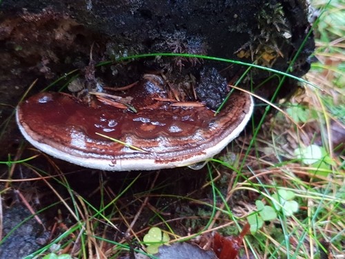 コフキサルノコシカケ（粉吹猿腰掛） (Ganoderma applanatum) - PictureThis