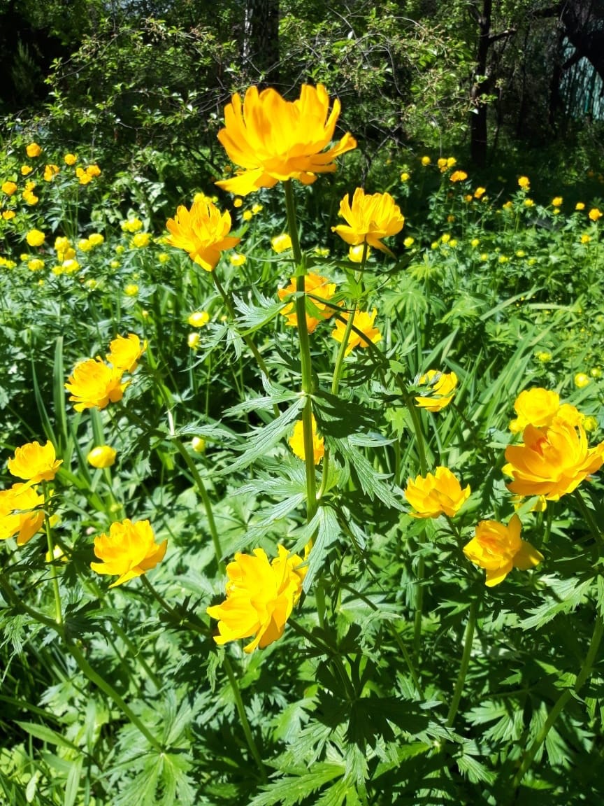 Купальница азиатская Trollius asiaticus