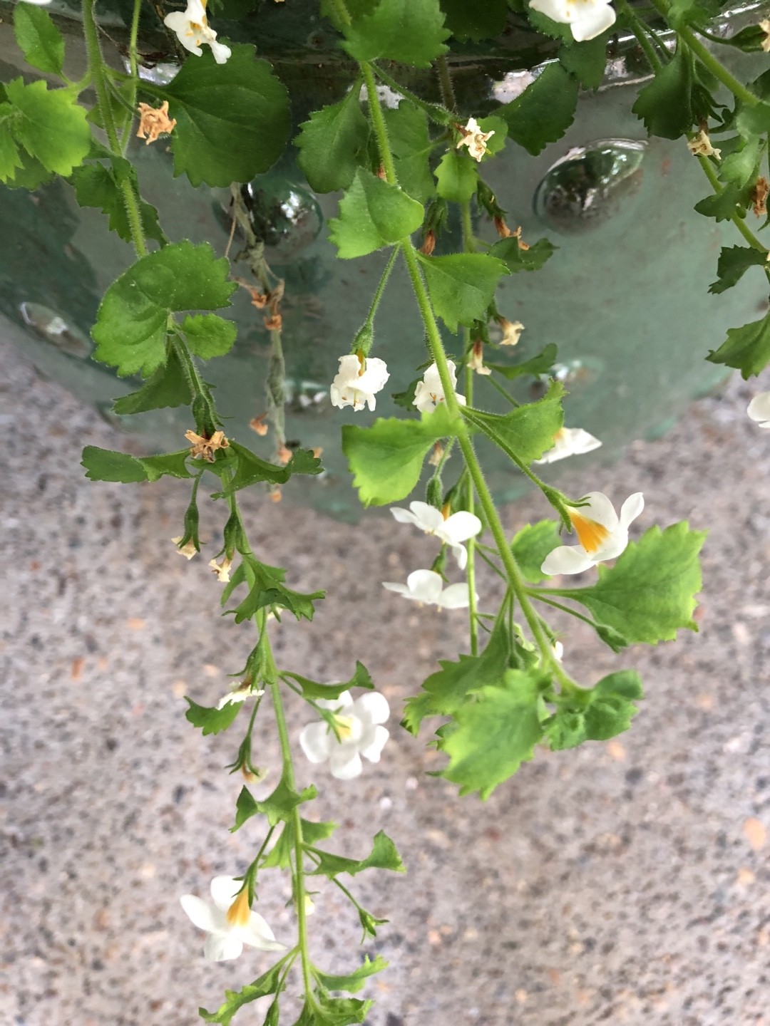 バコパ ストリクタ Bacopa Stricta 花言葉 毒性 よくある質問 Picturethis