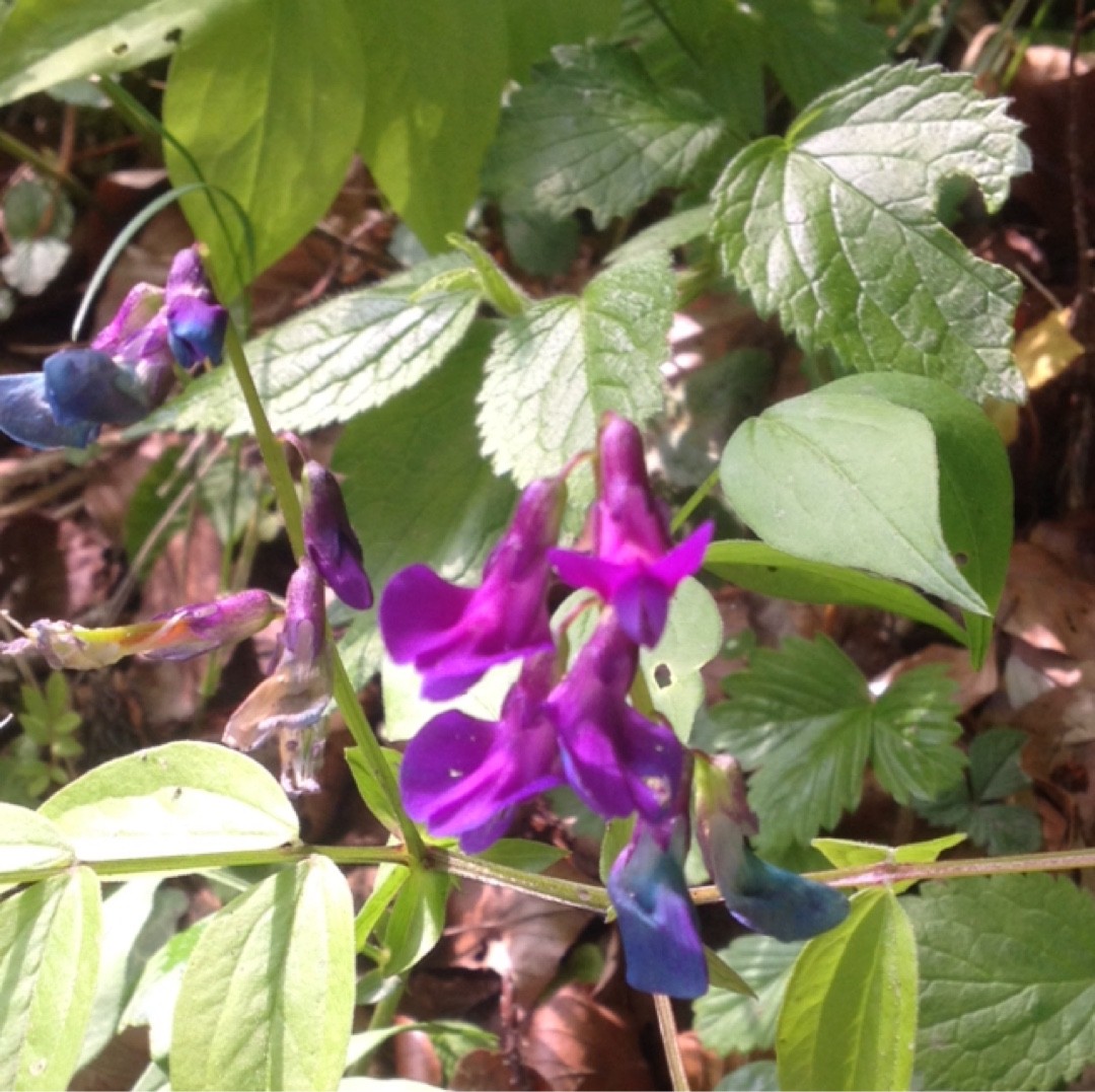 ツルナシレンリソウ Lathyrus Vernus 花言葉 学名 よくある質問 Picturethis