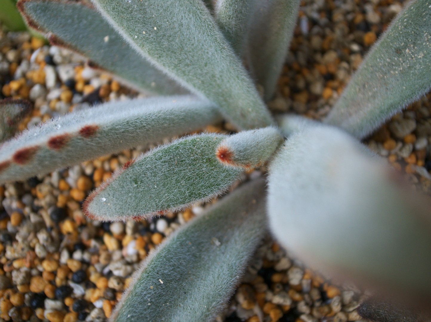 Kalanchoe tomentosa