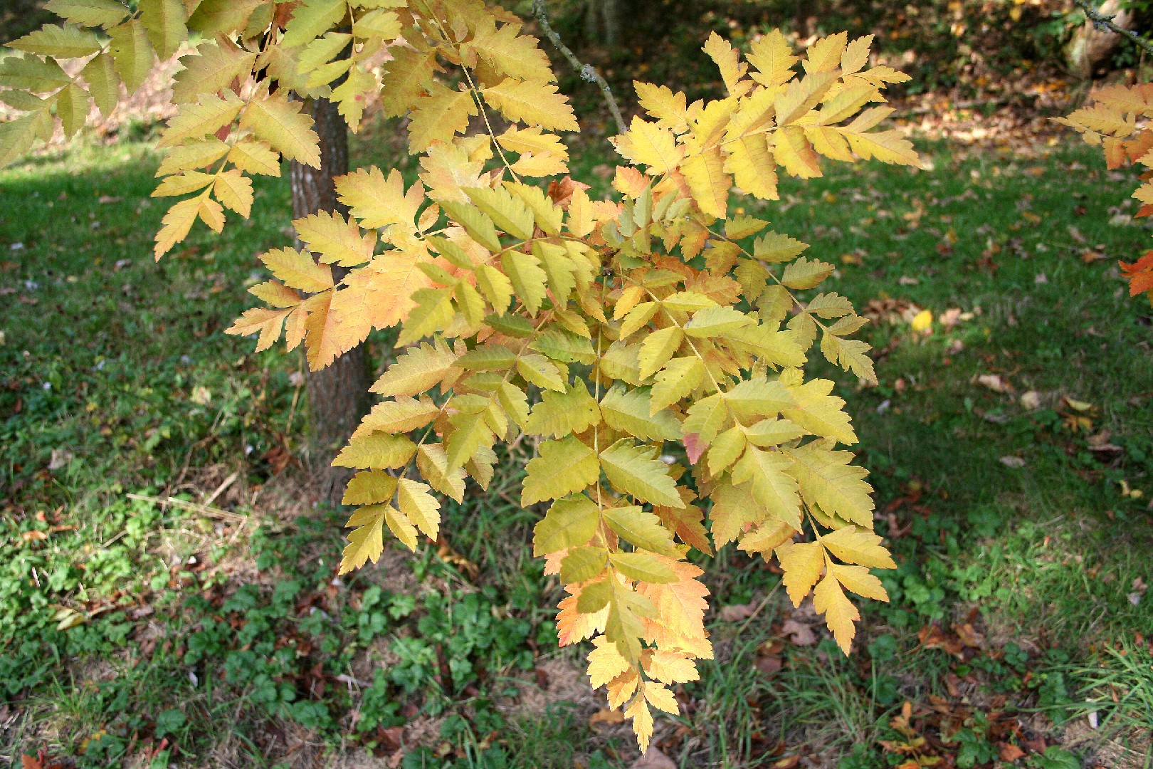 Peffley: Golden Raintree a striking choice for season-long color