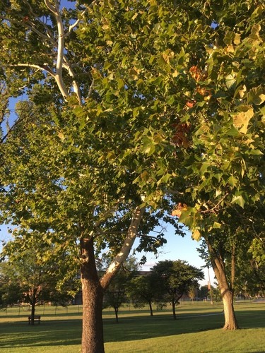 Nature & You: Leafless sycamore trees are brilliant white in winter